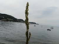 DSCN5456