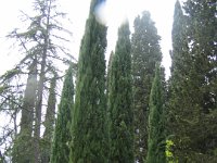 DSCN5539