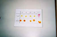 poskusSokRdecePese+metiloran�2.jpg (19381 bytes)