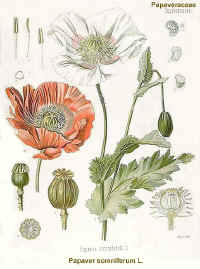 opium-poppy.jpg (76709 bytes)