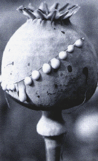 opium.gif (126059 bytes)