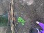image009