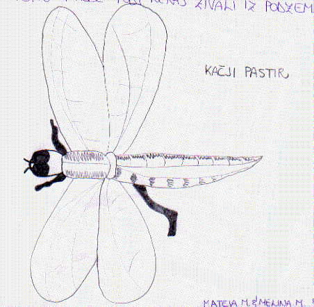 kacji pastir