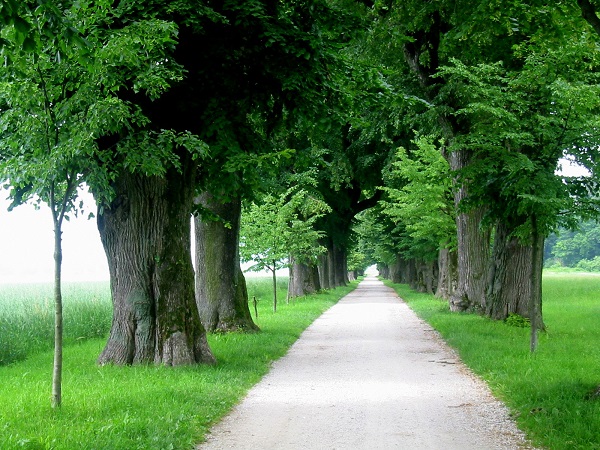 OS_Rodica_Grobeljski_drevored_