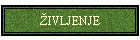 �IVLJENJE