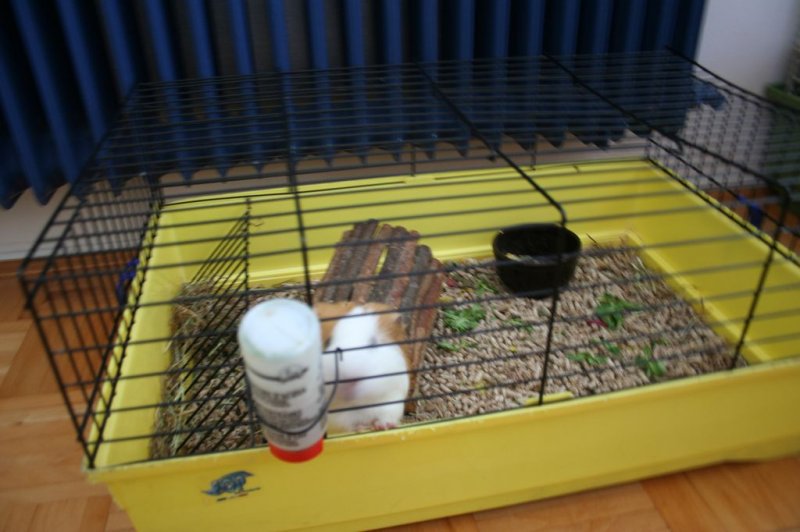 Obisk pri sošolki Anemarie