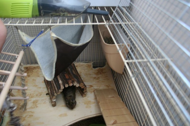 Obisk pri sošolki Anemarie