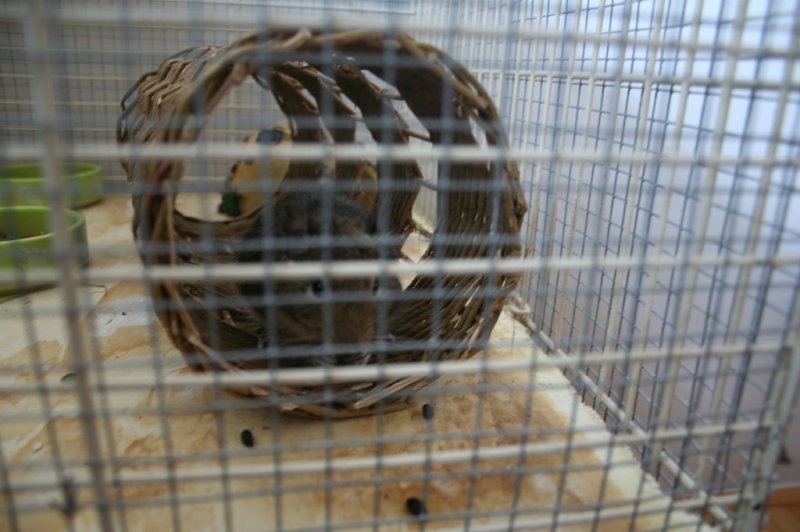 Obisk pri sošolki Anemarie