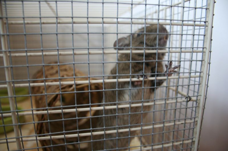 Obisk pri sošolki Anemarie