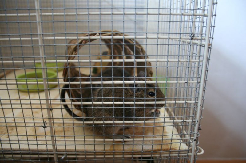 Obisk pri sošolki Anemarie