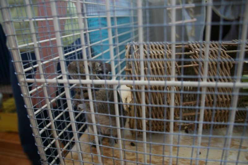 Obisk pri sošolki Anemarie