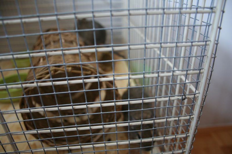 Obisk pri sošolki Anemarie