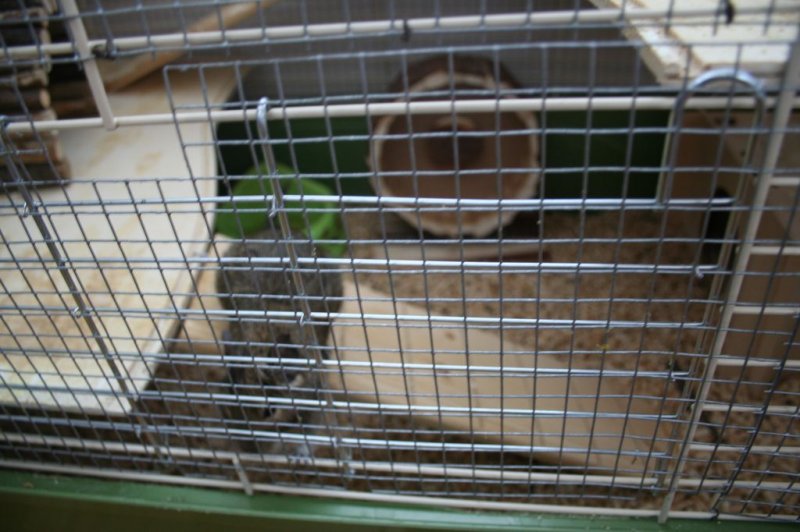 Obisk pri sošolki Anemarie