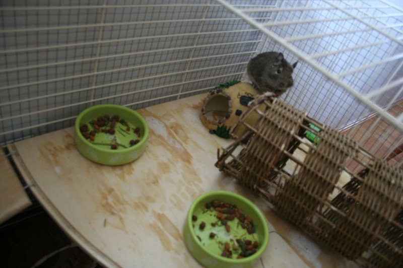 Obisk pri sošolki Anemarie