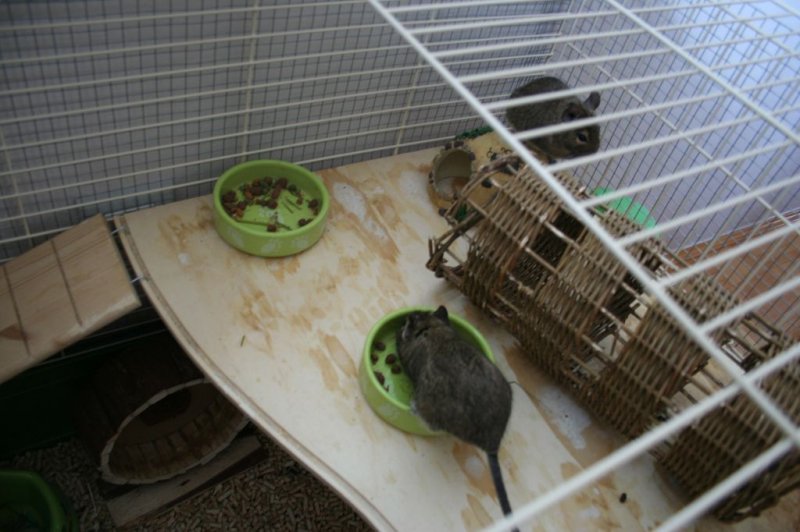 Obisk pri sošolki Anemarie