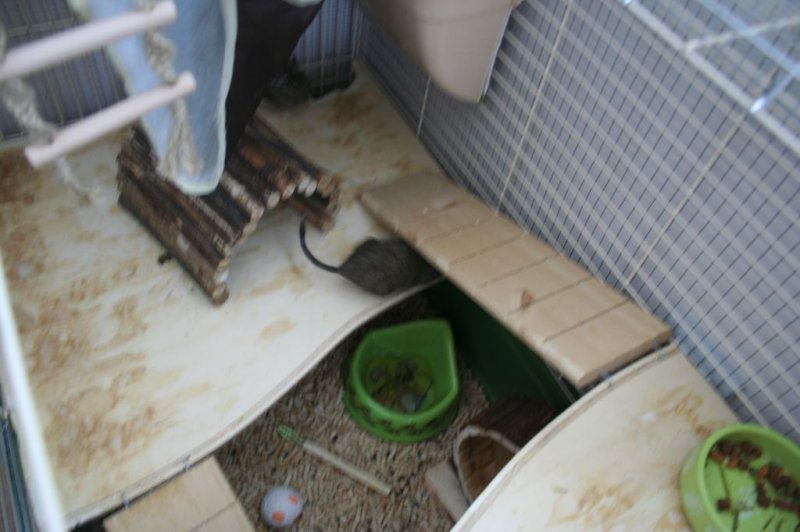 Obisk pri sošolki Anemarie