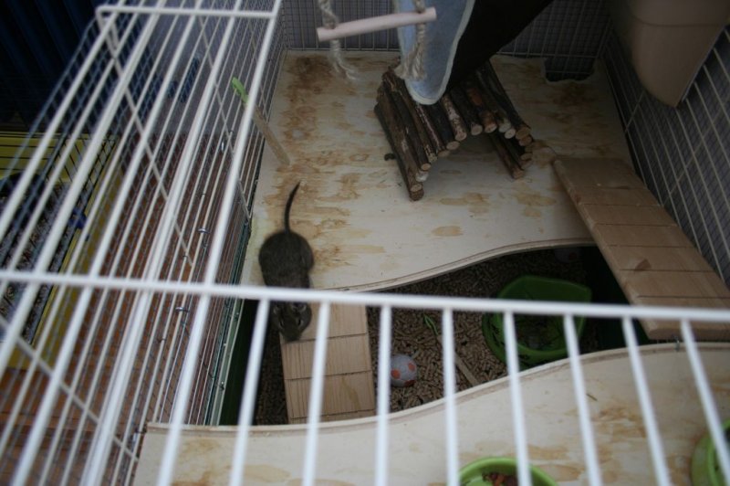 Obisk pri sošolki Anemarie