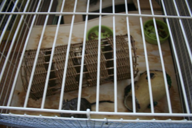 Obisk pri sošolki Anemarie