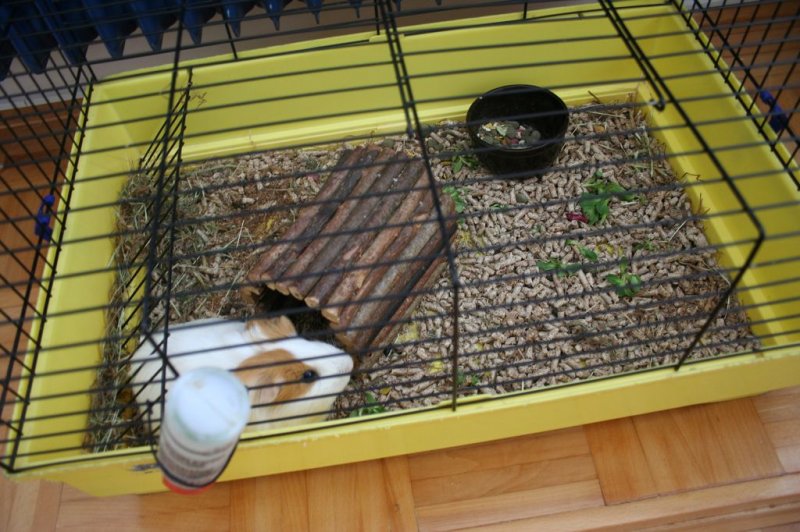 Obisk pri sošolki Anemarie