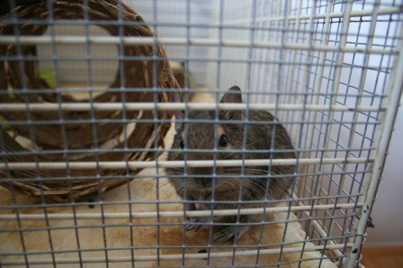 Obisk pri sošolki Anemarie