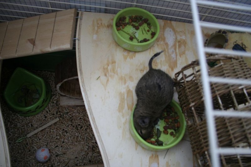 Obisk pri sošolki Anemarie