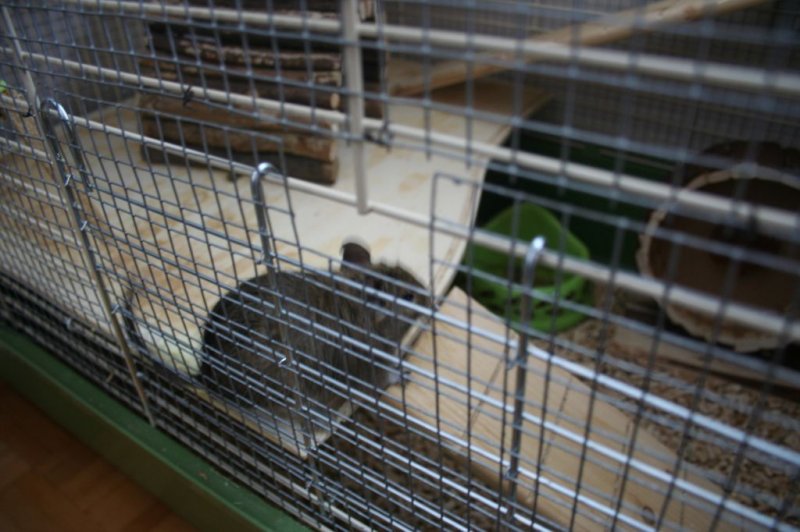 Obisk pri sošolki Anemarie