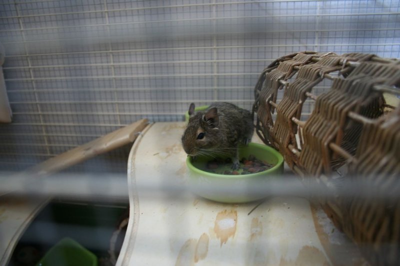 Obisk pri sošolki Anemarie