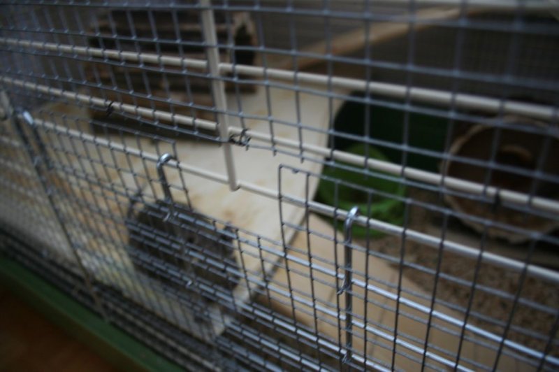 Obisk pri sošolki Anemarie