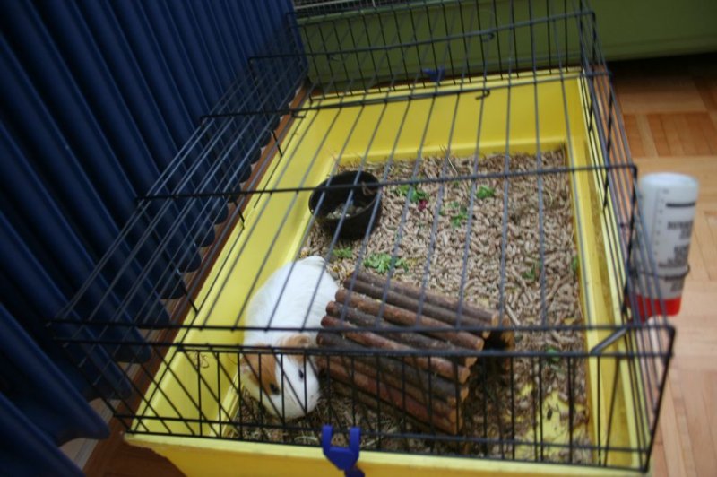 Obisk pri sošolki Anemarie