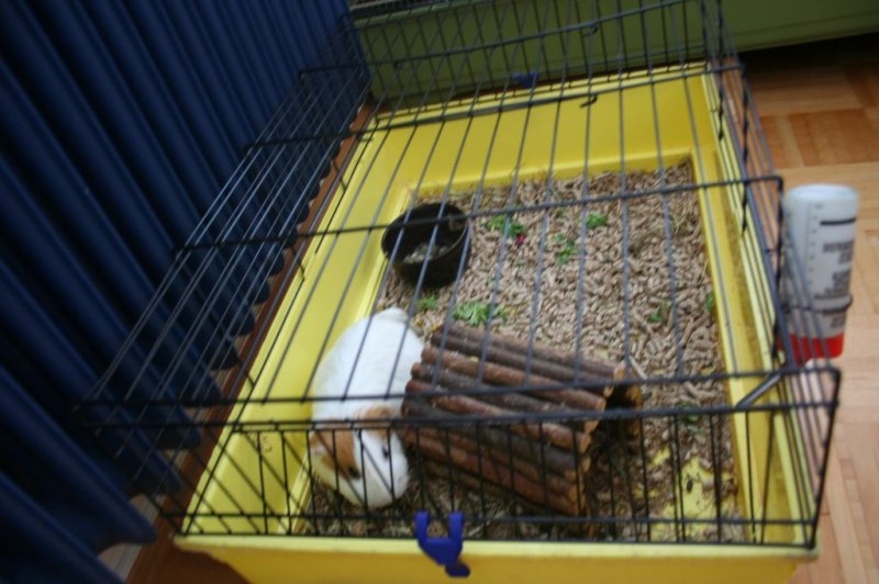 Obisk pri sošolki Anemarie