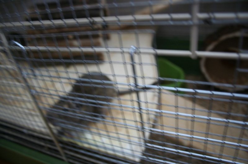 Obisk pri sošolki Anemarie