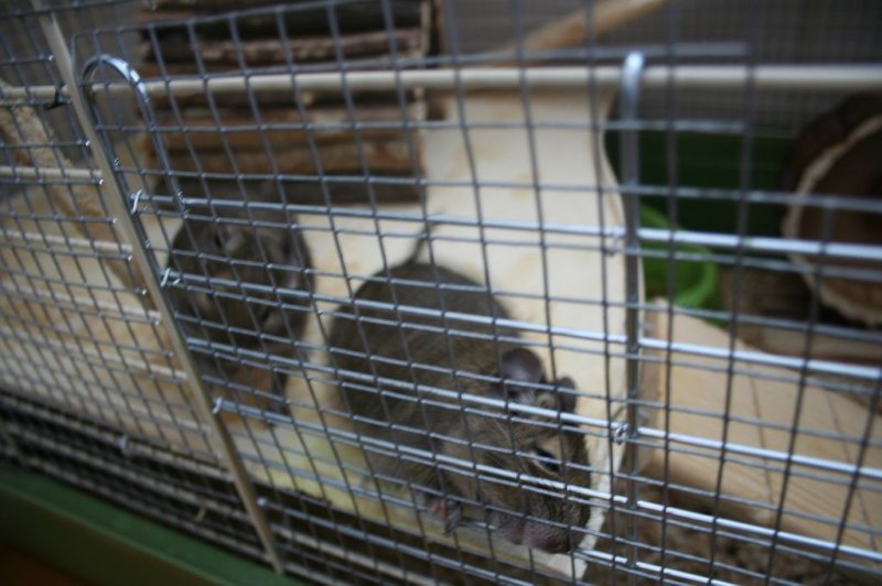 Obisk pri sošolki Anemarie