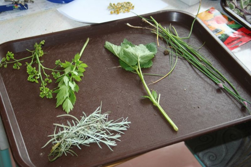 Naravoslovni dan - Zelišča