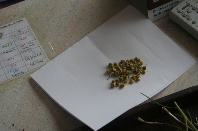 Naravoslovni dan - Zelišča