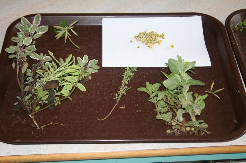 Naravoslovni dan - Zelišča