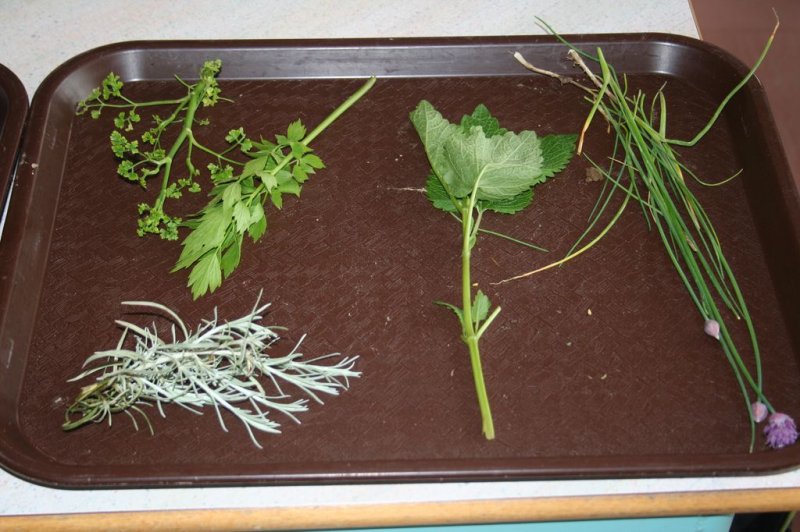 Naravoslovni dan - Zelišča