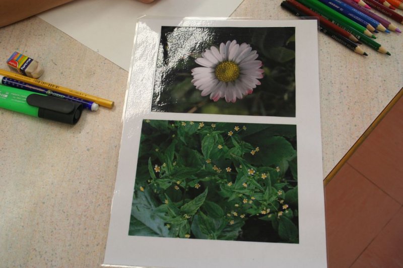 Naravoslovni dan - Zelišča