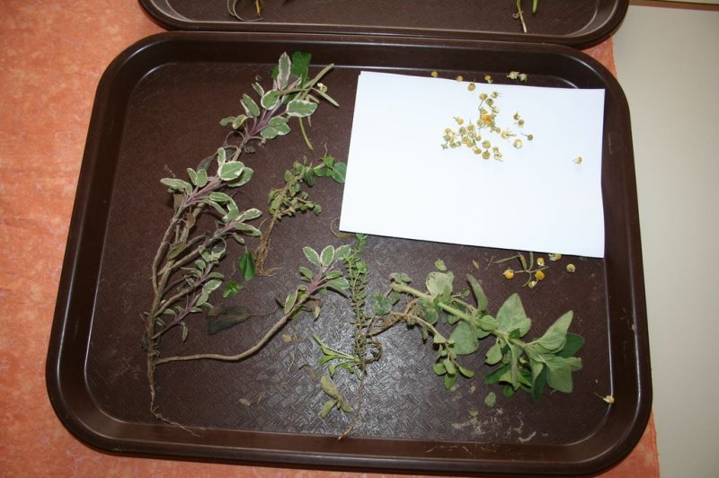 Naravoslovni dan - Zelišča