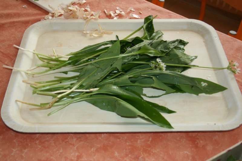 Naravoslovni dan - Zelišča