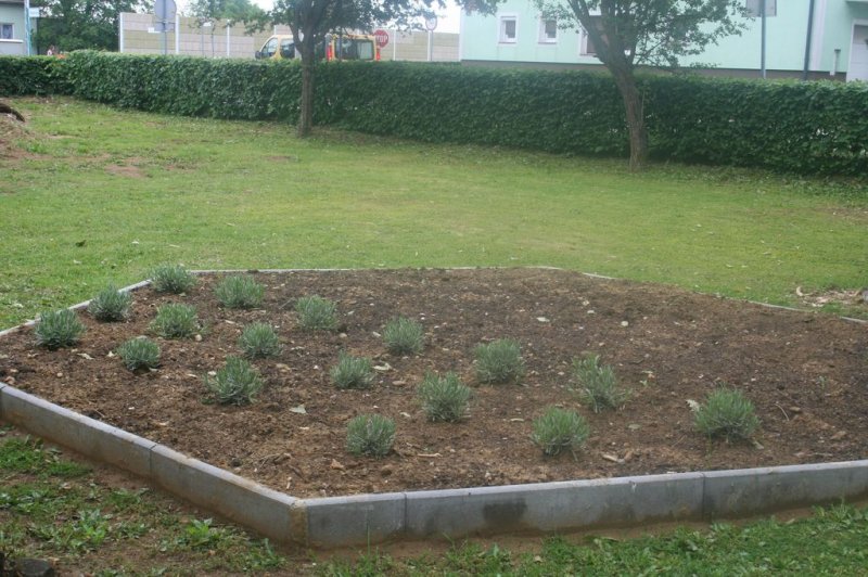 Naravoslovni dan - Zelišča