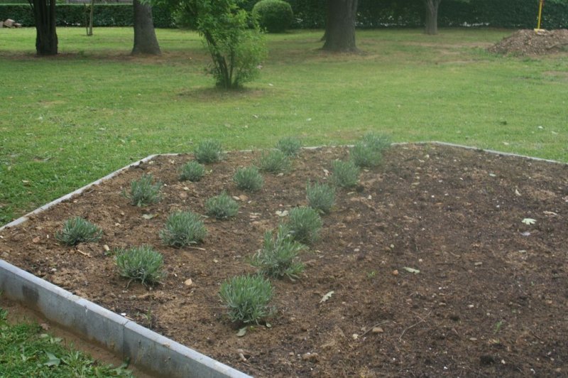 Naravoslovni dan - Zelišča