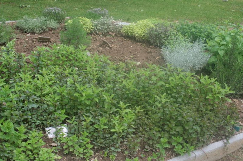 Naravoslovni dan - Zelišča