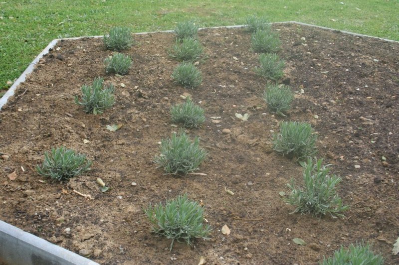 Naravoslovni dan - Zelišča