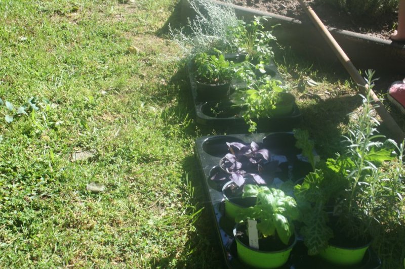 Naravoslovni dan - Zelišča