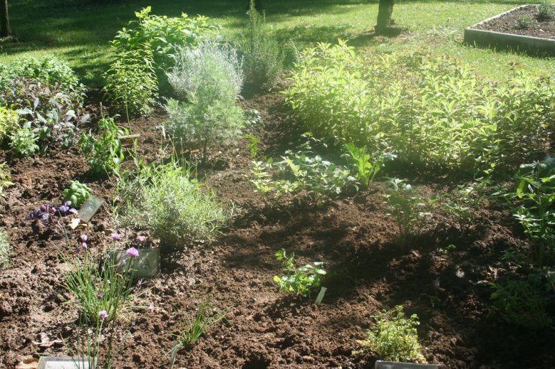 Naravoslovni dan - Zelišča