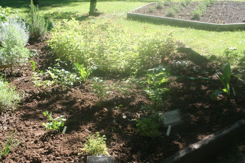 Naravoslovni dan - Zelišča