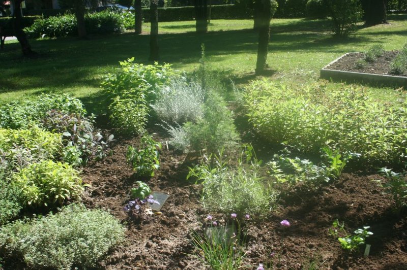 Naravoslovni dan - Zelišča