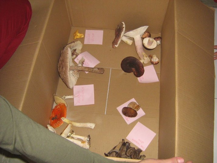 Projekt \"Veliki nemarni škornji\"