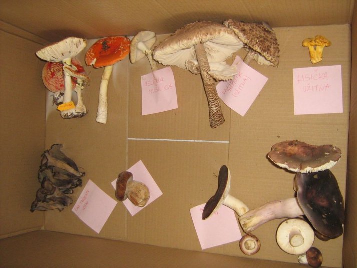 Projekt \"Veliki nemarni škornji\"