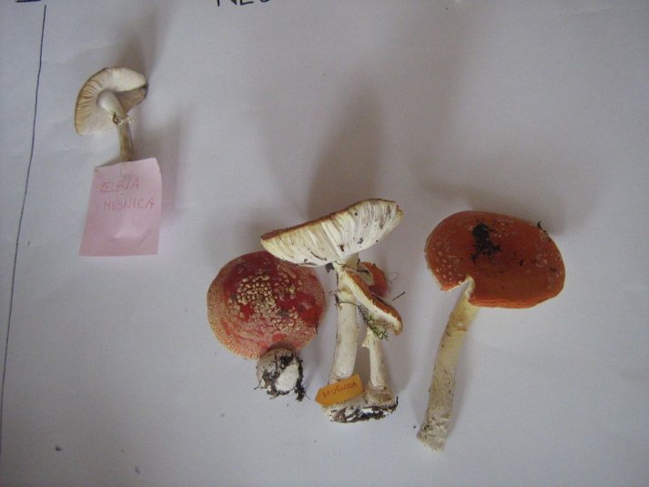 Projekt \"Veliki nemarni škornji\"